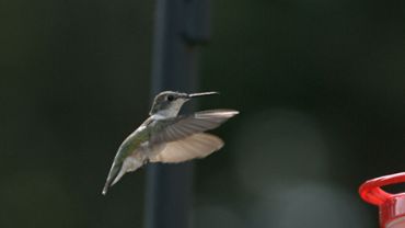 Hummingbird Flying