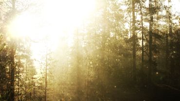 Looped magical forest background