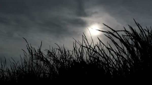 Dark Grass